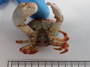  ( - MR23_1)  @11 [ ] Attribution by J. Groeneveld (2025) J. Groeneveld Oceanographic Research Institute