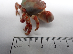  ( - MR23_1)  @11 [ ] Attribution by J. Groeneveld (2025) J. Groeneveld Oceanographic Research Institute