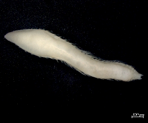  (Ophelia roscoffensis - ESS-B-144)  @11 [ ] cc-by-sa (2024) Oceanographic Research Institute Oceanographic Research Institute