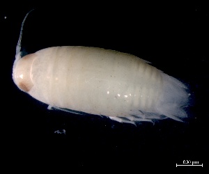  (Natatolana hirtipes - ESS-B-364)  @11 [ ] cc-by-sa (2024) Oceanographic Research Institute Oceanographic Research Institute