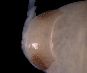  ( - ESS-B-364)  @11 [ ] cc-by-sa (2024) Oceanographic Research Institute Oceanographic Research Institute