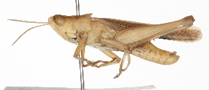  ( - BIOUG01998-B03)  @14 [ ] CreativeCommons - Attribution (2012) CBG Photography Group Centre for Biodiversity Genomics