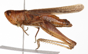  ( - BIOUG01998-C07)  @14 [ ] CreativeCommons - Attribution (2012) CBG Photography Group Centre for Biodiversity Genomics