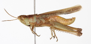  ( - BIOUG01998-D02)  @14 [ ] CreativeCommons - Attribution (2012) CBG Photography Group Centre for Biodiversity Genomics