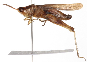  ( - BIOUG01998-D10)  @14 [ ] CreativeCommons - Attribution (2012) CBG Photography Group Centre for Biodiversity Genomics