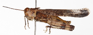  ( - BIOUG01998-F09)  @14 [ ] CreativeCommons - Attribution (2012) CBG Photography Group Centre for Biodiversity Genomics