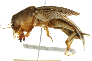  (Scapteriscinae - BIOUG01999-B12)  @15 [ ] CreativeCommons - Attribution (2012) CBG Photography Group Centre for Biodiversity Genomics