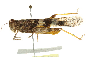  ( - BIOUG02004-B06)  @14 [ ] CreativeCommons - Attribution (2012) CBG Photography Group Centre for Biodiversity Genomics