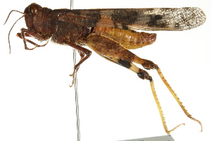  (Trimerotropis pallidipennis - BIOUG02004-B12)  @15 [ ] CreativeCommons - Attribution (2012) CBG Photography Group Centre for Biodiversity Genomics