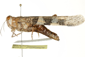  ( - BIOUG01996-E04)  @14 [ ] CreativeCommons - Attribution (2012) CBG Photography Group Centre for Biodiversity Genomics