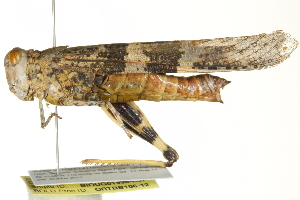  ( - BIOUG01996-E07)  @14 [ ] CreativeCommons - Attribution (2012) CBG Photography Group Centre for Biodiversity Genomics