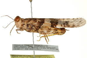  ( - BIOUG01996-E12)  @14 [ ] CreativeCommons - Attribution (2012) CBG Photography Group Centre for Biodiversity Genomics