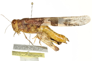  ( - BIOUG01996-F07)  @14 [ ] CreativeCommons - Attribution (2012) CBG Photography Group Centre for Biodiversity Genomics