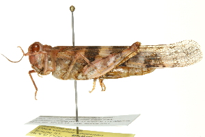  ( - BIOUG01997-E01)  @14 [ ] CreativeCommons - Attribution (2012) CBG Photography Group Centre for Biodiversity Genomics