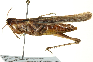  ( - BIOUG01997-G12)  @14 [ ] CreativeCommons - Attribution (2012) CBG Photography Group Centre for Biodiversity Genomics