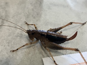  ( - ORTH0104)  @11 [ ] No Rights Reserved (2024) Nico Bluthgen Technische Universitat Darmstadt