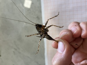  (Hyperomerus - ORTH0104_z)  @11 [ ] No Rights Reserved (2024) Nico Bluthgen Technische Universitat Darmstadt