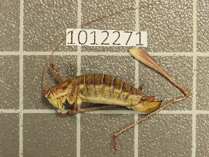  ( - 1012271)  @11 [ ] Unspecified (default): All Rights Reserved (2022) Unspecified Institute of Ecology, Ilia State University