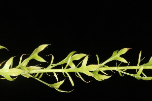  (Eryngium aromaticum - OSBAR000002)  @11 [ ] Copyright (2014) Florida Museum of Natural History Florida Museum of Natural History