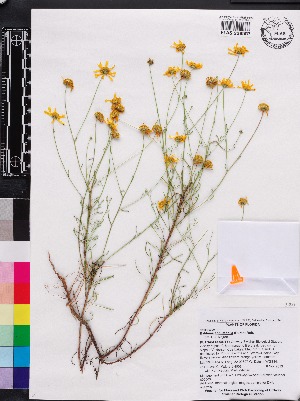  (Balduina angustifolia - OSBAR000003)  @11 [ ] Copyright (2014) Florida Museum of Natural History Florida Museum of Natural History