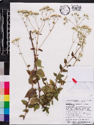  (Ageratina jucunda - OSBAR000013)  @11 [ ] Copyright (2014) Florida Museum of Natural History Florida Museum of Natural History
