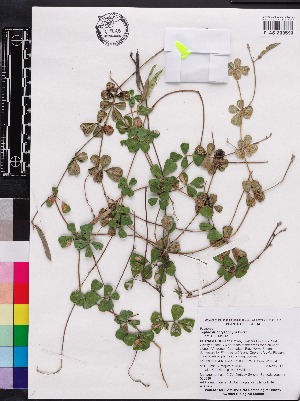  (Tephrosia chrysophylla - OSBAR000039)  @11 [ ] Copyright (2014) Florida Museum of Natural History Florida Museum of Natural History