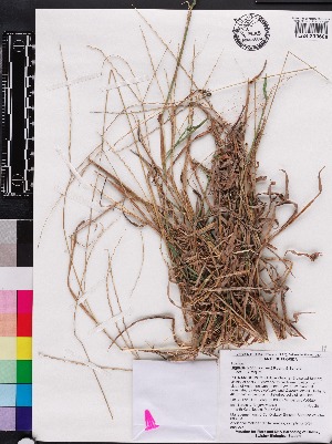  (Digitaria bicornis - OSBAR000054)  @11 [ ] Copyright (2014) Florida Museum of Natural History Florida Museum of Natural History