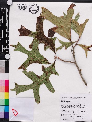  (Quercus laevis - OSBAR000059)  @11 [ ] Copyright (2014) Florida Museum of Natural History Florida Museum of Natural History