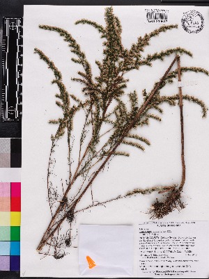  (Eupatorium leptophyllum - OSBAR000063)  @11 [ ] Copyright (2014) Florida Museum of Natural History Florida Museum of Natural History