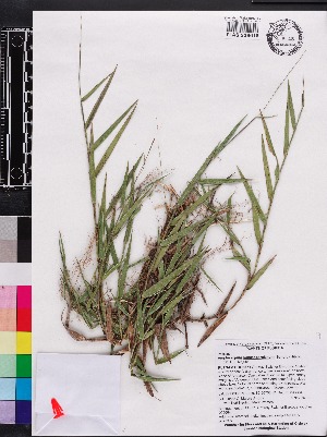  (Amphicarpum muhlenbergianum - OSBAR000064)  @11 [ ] Copyright (2014) Florida Museum of Natural History Florida Museum of Natural History