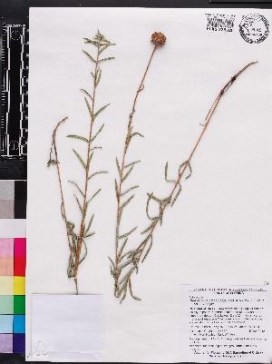  (Phoebanthus grandiflorus - OSBAR000074)  @11 [ ] Copyright (2014) Florida Museum of Natural History Florida Museum of Natural History