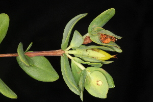  (Hypericum tetrapetalum - OSBAR000084)  @11 [ ] Copyright (2014) Florida Museum of Natural History Florida Museum of Natural History