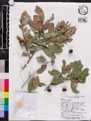  (Quercus virginiana - OSBAR000100)  @11 [ ] Copyright (2014) Florida Museum of Natural History Florida Museum of Natural History