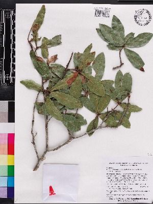  (Quercus hemisphaerica - OSBAR000101)  @11 [ ] Copyright (2014) Florida Museum of Natural History Florida Museum of Natural History