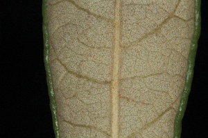  (Quercus geminata - OSBAR000105)  @11 [ ] Copyright (2014) Florida Museum of Natural History Florida Museum of Natural History