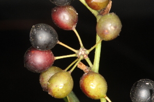  (Smilax laurifolia - OSBAR000133)  @11 [ ] Copyright (2014) Florida Museum of Natural History Florida Museum of Natural History