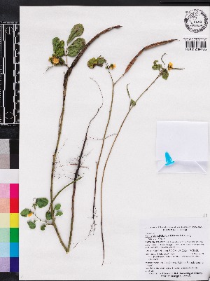  ( - OSBAR000203)  @11 [ ] Copyright (2014) Florida Museum of Natural History Florida Museum of Natural History