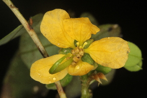  ( - OSBAR000203)  @11 [ ] Copyright (2014) Florida Museum of Natural History Florida Museum of Natural History