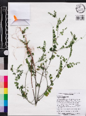  (Phyllanthus tenellus - OSBAR000235)  @11 [ ] Copyright (2014) Florida Museum of Natural History Florida Museum of Natural History