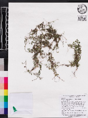 (Houstonia procumbens - OSBAR000244)  @11 [ ] Copyright (2014) Florida Museum of Natural History Florida Museum of Natural History