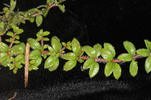  (Lechea mucronata - OSBAR000248)  @11 [ ] Copyright (2014) Florida Museum of Natural History Florida Museum of Natural History