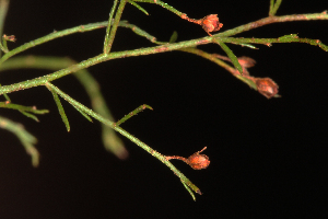  (Lechea sessiliflora - OSBAR000249)  @11 [ ] Unspecified (default): All Rights Reserved (2014) Florida Museum of Natural History Florida Museum of Natural History