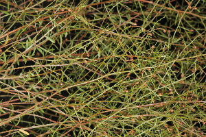  ( - OSBAR000249)  @11 [ ] Unspecified (default): All Rights Reserved (2014) Florida Museum of Natural History Florida Museum of Natural History