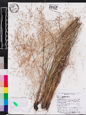  (Eragrostis elliottii - OSBAR000251)  @11 [ ] Copyright (2014) Florida Museum of Natural History Florida Museum of Natural History