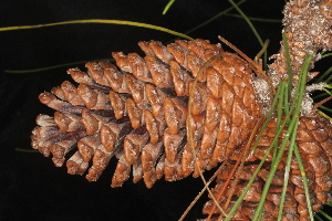  (Pinus elliottii - OSBAR000253)  @11 [ ] Copyright (2014) Florida Museum of Natural History Florida Museum of Natural History