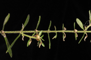  (Scutellaria multiglandulosa - OSBAR000255)  @11 [ ] Copyright (2014) Florida Museum of Natural History Florida Museum of Natural History