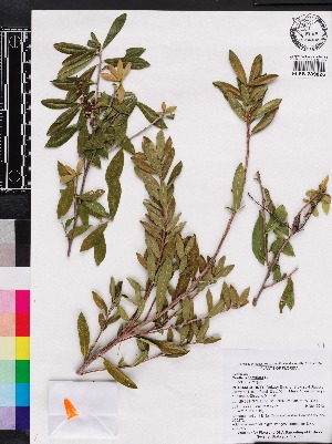  (Cyrilla racemiflora - OSBAR000272)  @11 [ ] Copyright (2014) Florida Museum of Natural History Florida Museum of Natural History