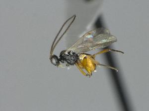  ( - CNC1003407)  @11 [ ] by-sa - CreativeCommons  Attribution Share-Alike (2027) Melanie Beaudin Canadian National Collection of Insects, Arachnids and Nematodes