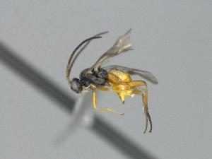  ( - CNC1003414)  @11 [ ] by-sa - CreativeCommons  Attribution Share-Alike (2029) Melanie Beaudin Canadian National Collection of Insects, Arachnids and Nematodes