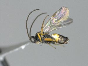  ( - CNC1003415)  @11 [ ] by-sa - CreativeCommons  Attribution Share-Alike (2030) Melanie Beaudin Canadian National Collection of Insects, Arachnids and Nematodes